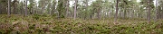 David Plant Photography - Wildlife Photographer - Caledonian woodland